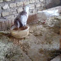 یک جفت کفتر با جوجه