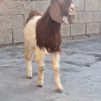 بز کهره|حیوانات مزرعه|بندر ماهشهر, |دیوار