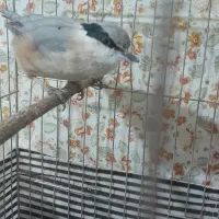 فروش کمر کوهی|پرنده|کوهدشت, |دیوار