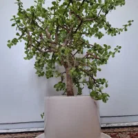 گل نخل ماداگاسکار خرفه تنه دار هویا فیلندرون پینک|گل و گیاه طبیعی|تهران, شهرک امام خمینی|دیوار