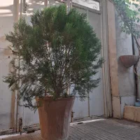 سرو زیبا