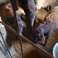 گوسفند|حیوانات مزرعه|بزینه رود, |دیوار