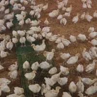 فروش جوجه بوقلمون بیوتی و برنزه