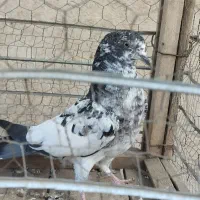 کبوتر پرشی|پرنده|بیستون, |دیوار