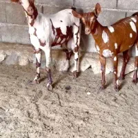 خال و ارتشی|حیوانات مزرعه|بانه, |دیوار