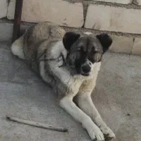 سگ قدرجونی|سگ|دزفول, |دیوار