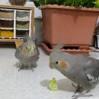 دو عدد عروس هلندی کاملا دستی