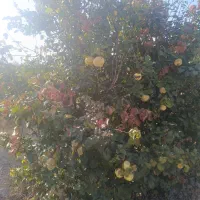 باغ انگور|فروش زمین و ملک کلنگی|نیشابور, فضل|دیوار