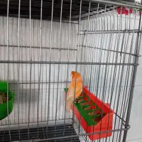 قناری  درجه ۱