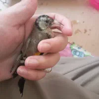 سهره جوجه یک عدد بزرگ شده قفس 6ماه نیم قفس