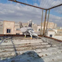 کبوتر کفتر|پرنده|اقبالیه, |دیوار