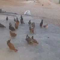 مرغ بومی اصل