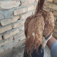 وسایل|قایق و سایر وسایل نقلیه|سراوان, |دیوار