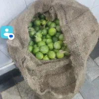 لیمو سبز تازه آب دار
