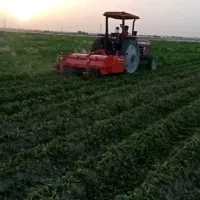 سرزن سیب زمینی