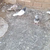 چکلی باشی گوی|پرنده|مرند, |دیوار