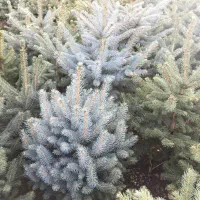 خرید و فروش انواع نهال کاج نوئل ابی ابی اس|خدمات باغبانی و درختکاری|کلاردشت, |دیوار