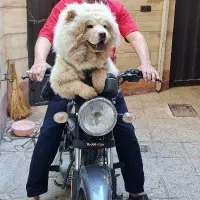 سگ چاوچاو|سگ|محلات, |دیوار