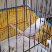 کوتوله نراوپال آشتی آشتیه