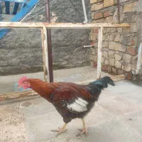 خروس محلی|حیوانات مزرعه|اسفراین, |دیوار