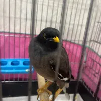 فروش مرغ مینا|پرنده|شیراز, تلخ داش|دیوار