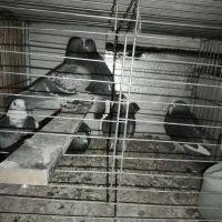 کبوتر المانی|پرنده|پردیس, فاز ۲|دیوار