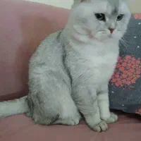 گربه اسکاتیش نر ۳ساله|گربه|تهران, جابری|دیوار