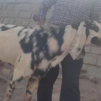 نر بز پنجابی اصل پاکستان|حیوانات مزرعه|هامون, |دیوار