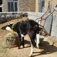 گوساله ماده