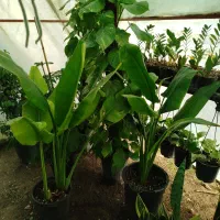 گل فروشی|گل و گیاه طبیعی|آزادشهر, |دیوار