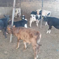 گوساله نر و ماده وگاو