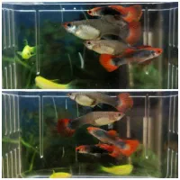 گوپی کوی و زبرا دانیو