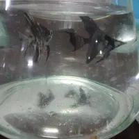 آکواریوم ماهی گوپی|ماهی|مشهد, کوشش|دیوار