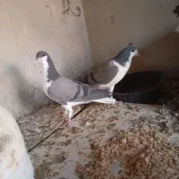 کبوتر فروشی