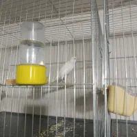 قناری نروماده جفت و تعداد تک|پرنده|اسلام‌شهر, شهرک مهدیه|دیوار