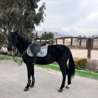 اسب/نریان ترکمن پرشی/مدارک تکمیل