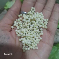 تخم حلزون|خزنده|نیشابور, رحمت آباد|دیوار