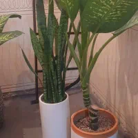 گل وگیاه|گل و گیاه طبیعی|امیدیه, |دیوار