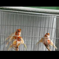 جیبوس جفت ۱۶ تومن پای هم