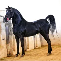 کره مادیان|اسب و تجهیزات اسب‌سواری|ایلام, |دیوار