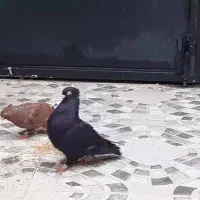 زاغ آبادانی|پرنده|کارون, |دیوار