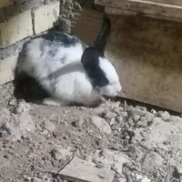 خرگوش لوپ ومعمولی|موش و خرگوش|گرگان, |دیوار