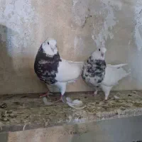 طوقی|پرنده|شیراز, گویم|دیوار