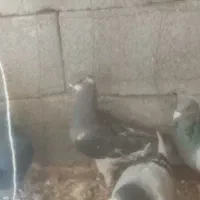 مگس|پرنده|زاهدان, |دیوار