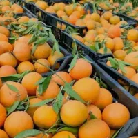 پرتقال خونی