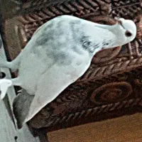 مسافتی سفید