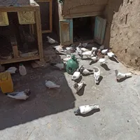 کبوتر|پرنده|کرمانشاه, |دیوار