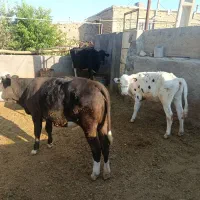 سه عدد گوساله سمینتال ماده