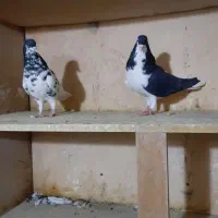 کبوتر جفتی|پرنده|سبزوار, امیر کبیر|دیوار