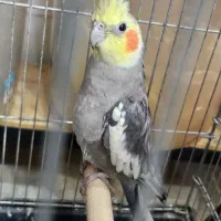 عروس هلندی|پرنده|شیراز, پودنک|دیوار
